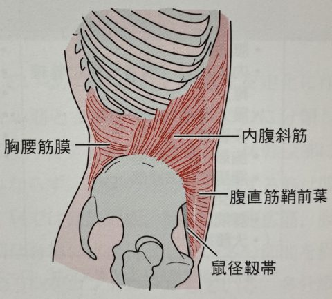 体幹の筋肉にも色々ある 鍛えることで腰痛になることも めぐり整体